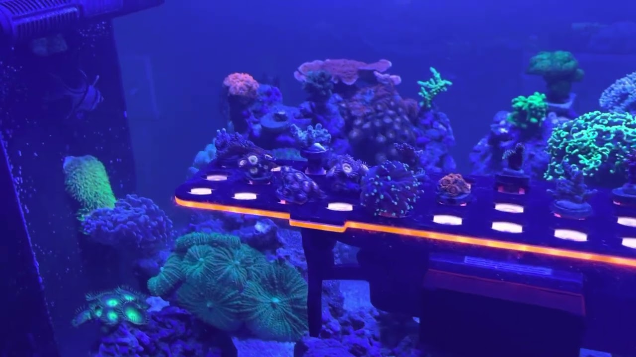 Waterbox peninsula 7225