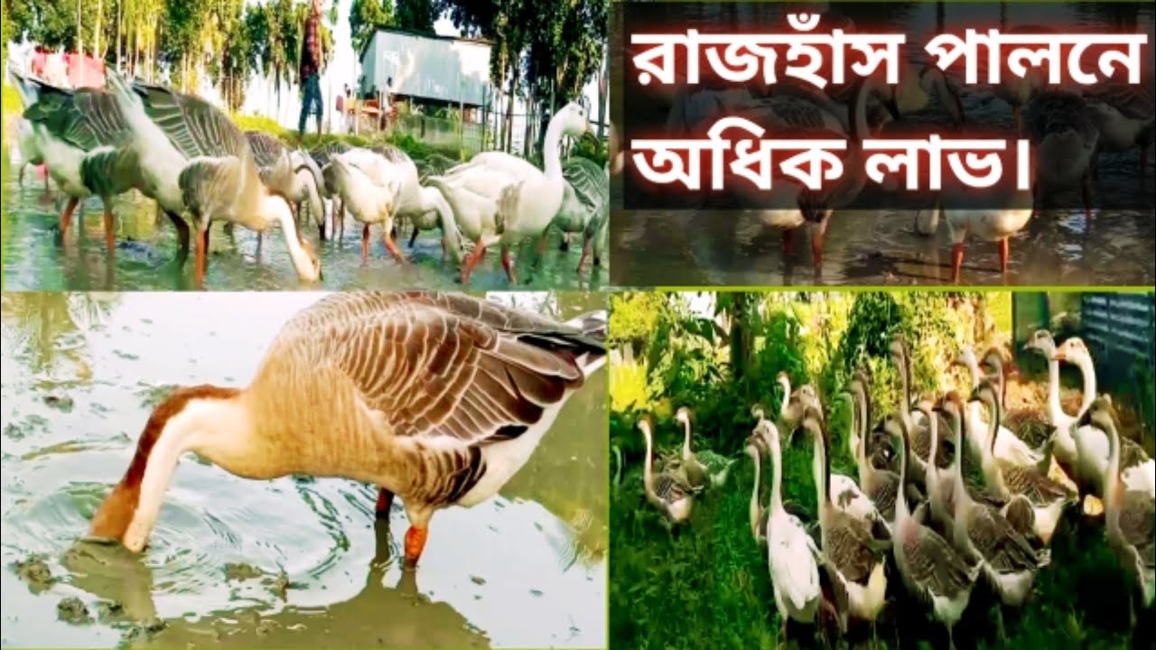 রাজহাঁস পালন করে সফল তরুণ উদ্যোক্তা কিশোরগঞ্জের পাভেল/ রাজহাঁস পালনে অধিক লাভ।