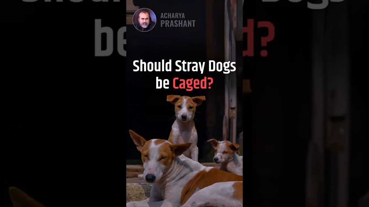 Should Stray Dogs be Caged? || Acharya Prashant