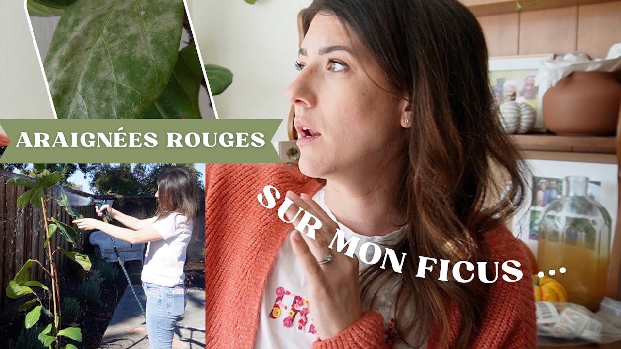 Nuisibles & plantes vertes : Des Acariens sur mon ficus ... (+ cochenilles en bonus)