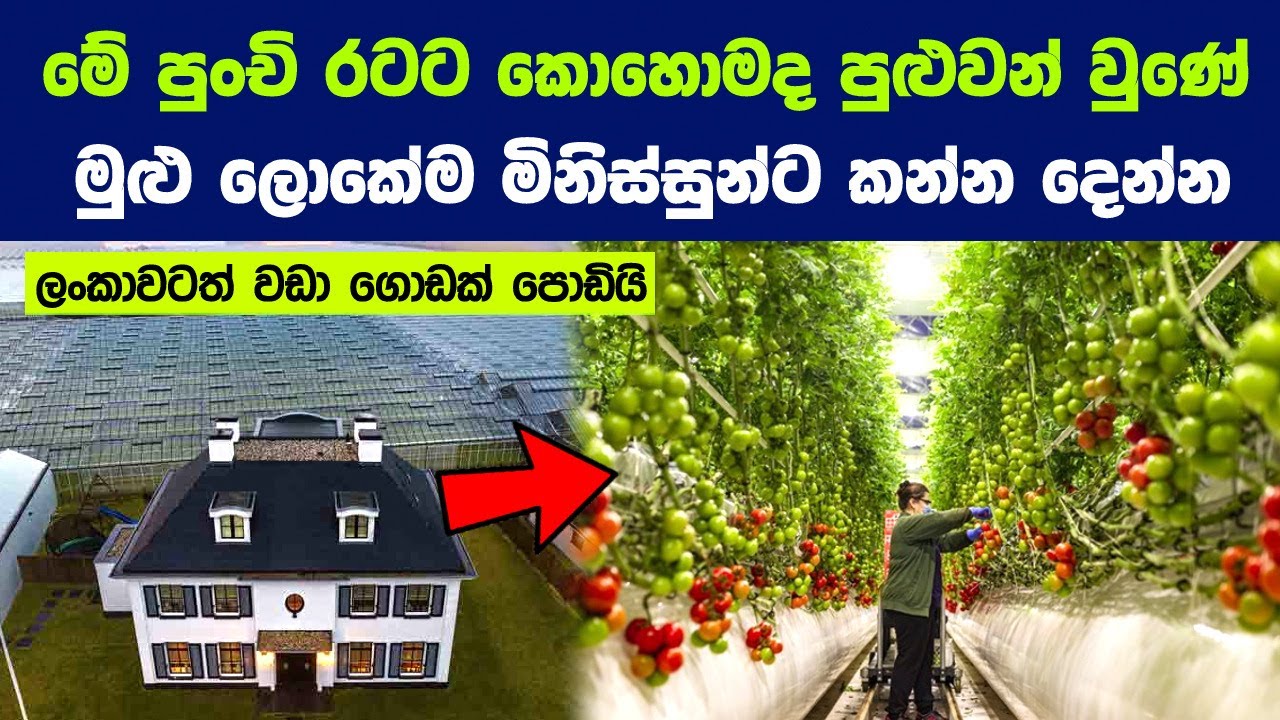 මුළු ලෝකේම මිනිස්සුන්ට කන්න දෙන ලංකාවටත් වඩා කුඩා රටක් | A Tiny country that feeds the Whole Planet