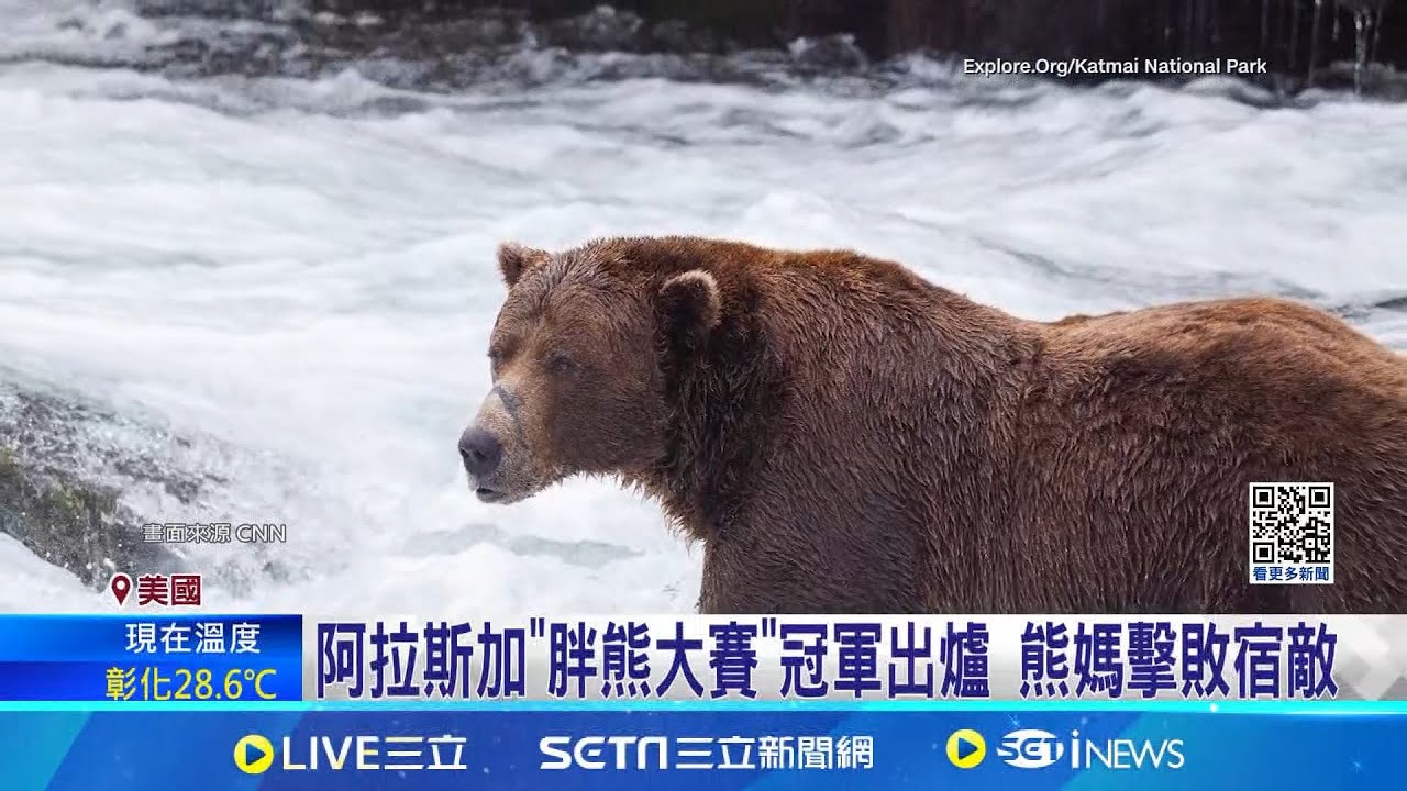美"胖熊大賽"冠軍出爐 熊媽復仇擊敗宿敵 賽前2熊打架鬧出"熊命" 胖熊大賽一度延期│記者 陳采蔚│【國際焦點】20241010│三立新聞台