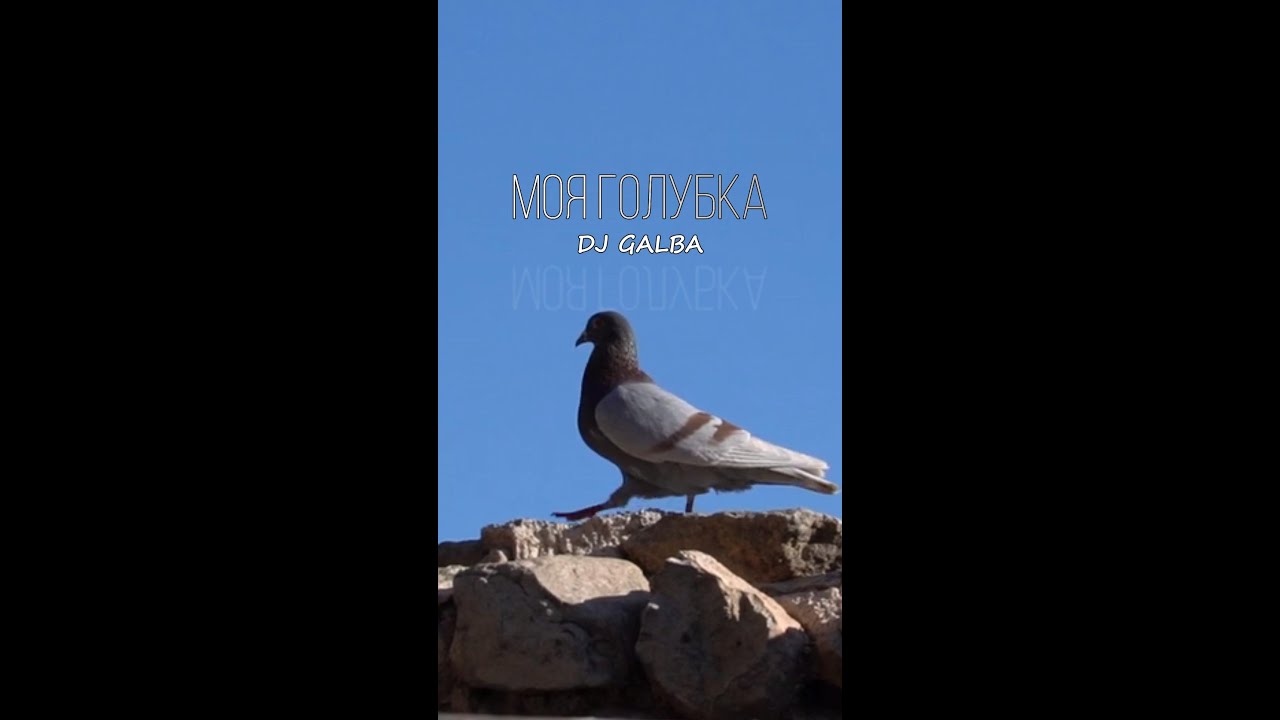 Моя голубка - DJ GALBA #мояголубка #2026