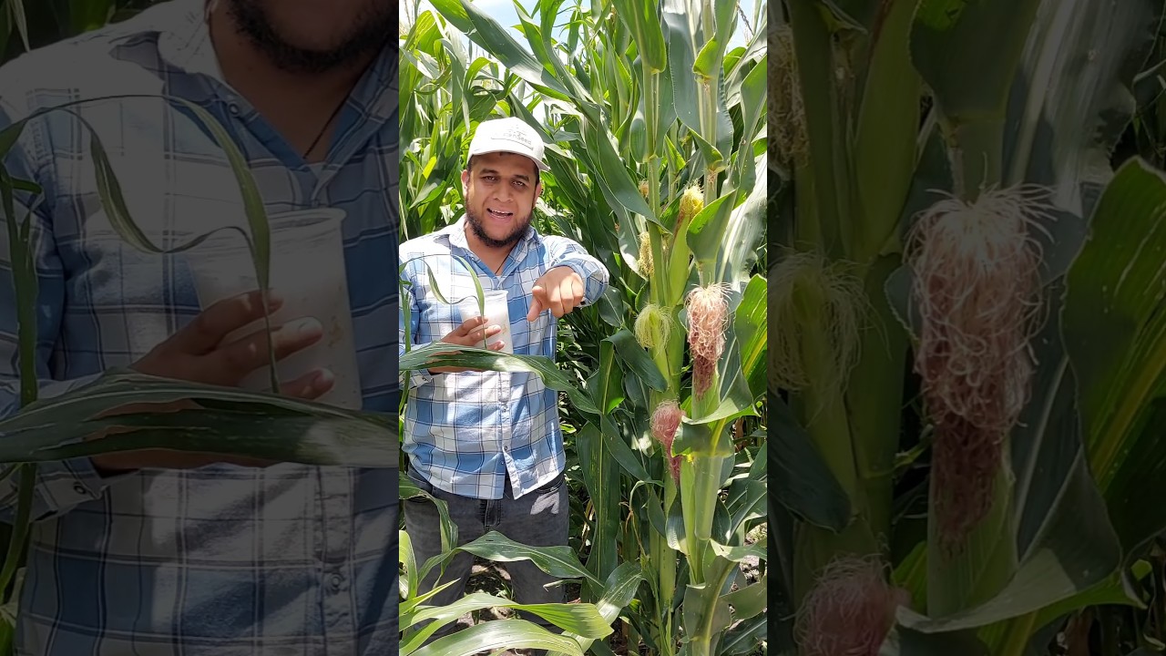 🌽🌽Cu&aacute;ntas abonadas darle al ma&iacute;z de temporal🌽🌽 #abono #maiz #elotes #agronomia