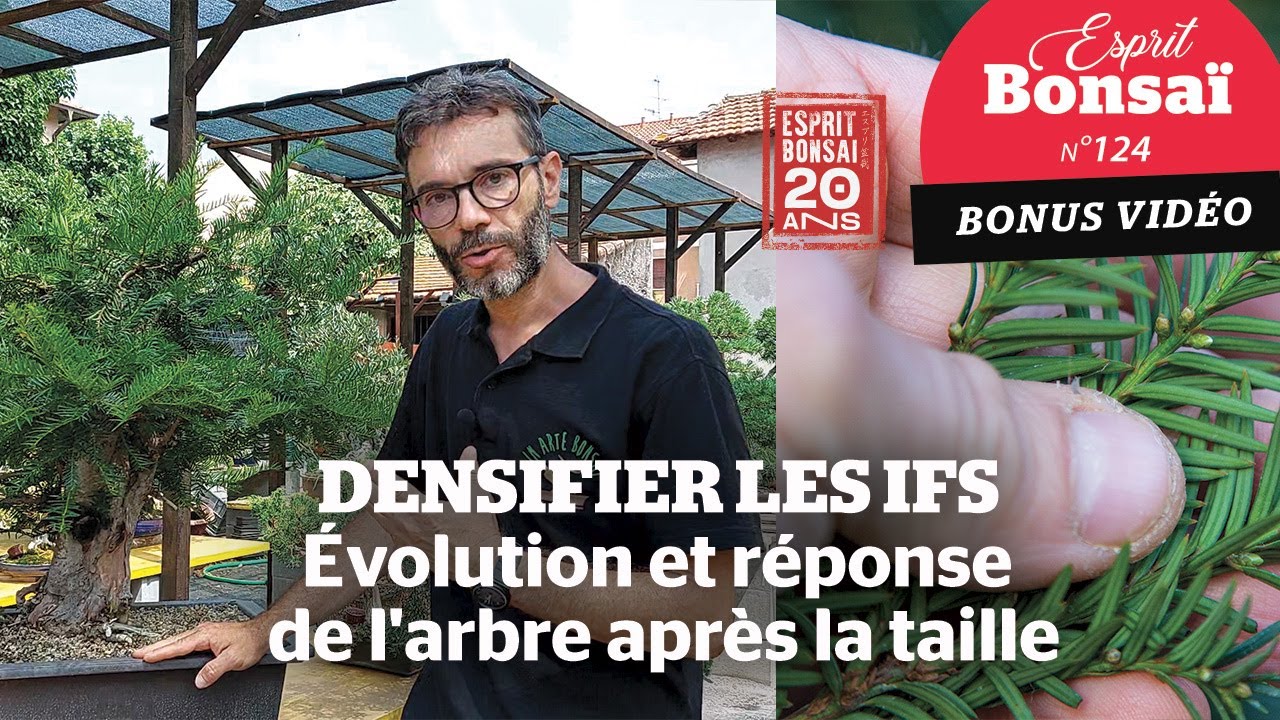 Densifier les ifs : évolution et réponse de l'arbre après la taille [Bonus Esprit Bonsaï 124]