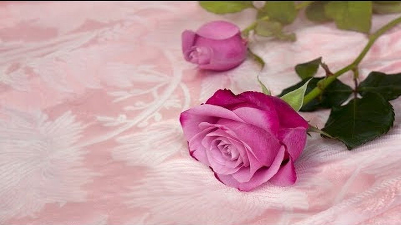 THE ROSE'S DREAM - No 2