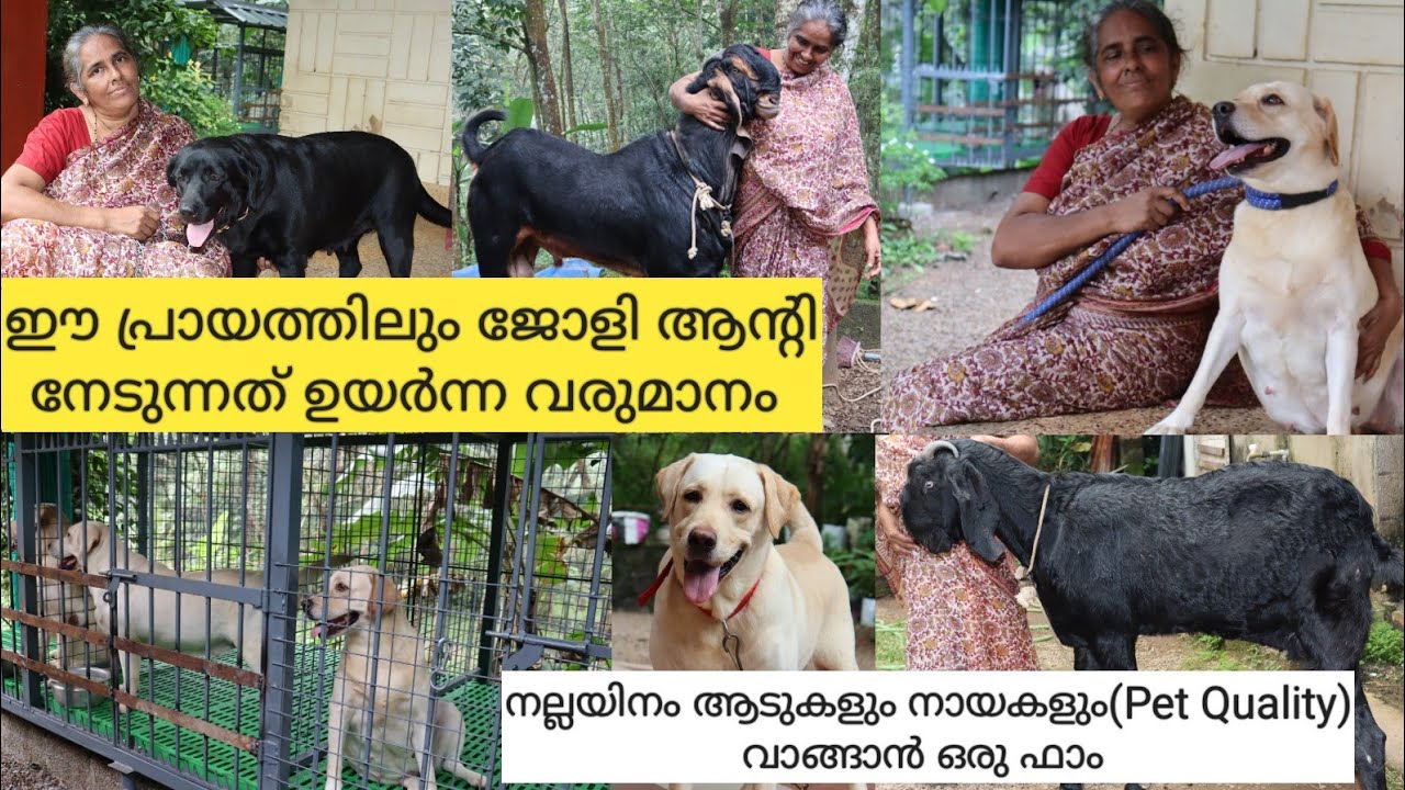 Labrador kennel|പ്രായം തളർത്താത്ത പോരാളി|Goat Farming Kerala|Labrador puppy|Dog farm