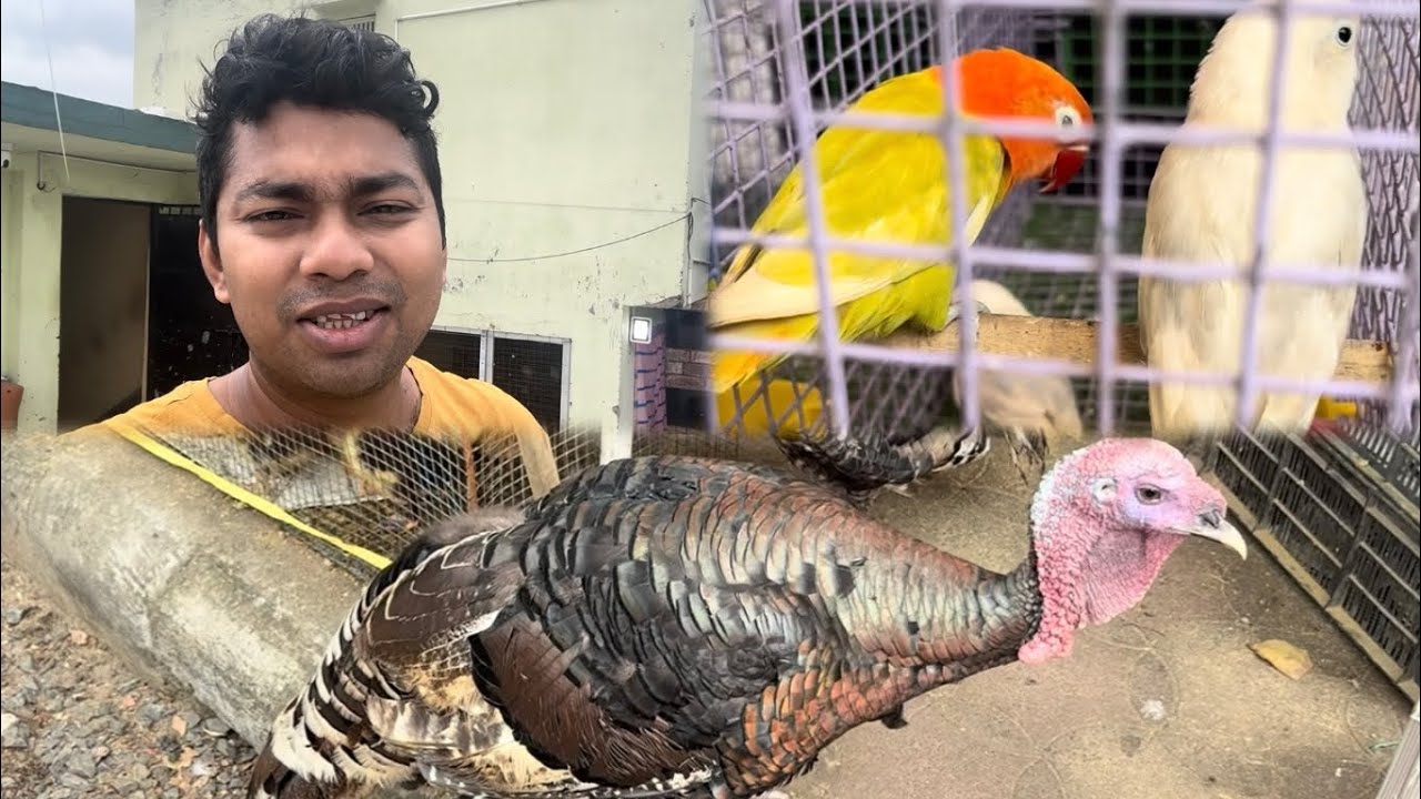 Serampore pet market || Lovebird colony|| Bishal life wave ||Serampore Pets market vlog 