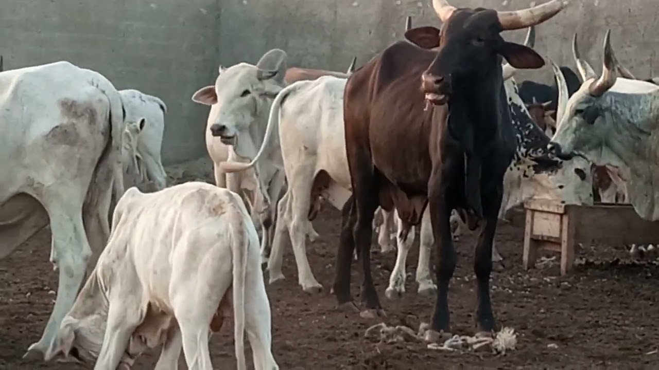 Technique d'engraissement bovin en Afrique subsaharienne