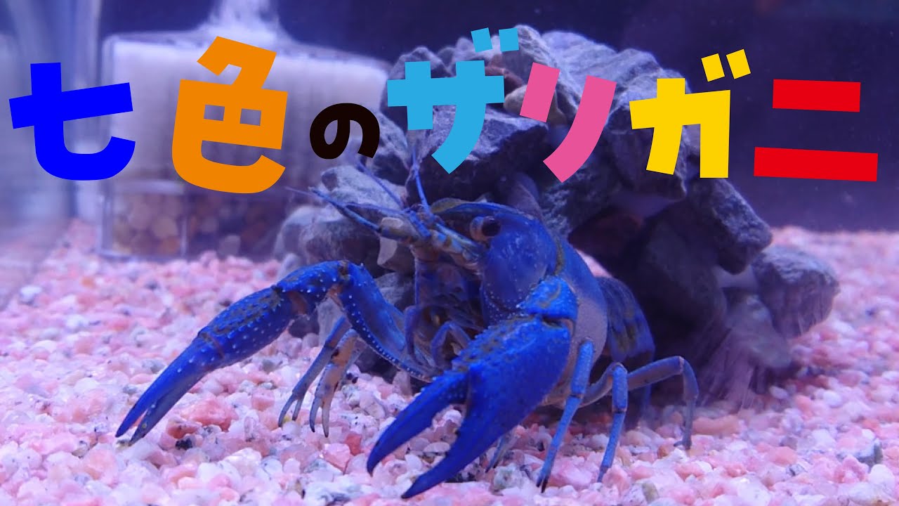 激レア!?七色のザリガニを集めてみた!!　ムシムシランド【森の中の水族館】