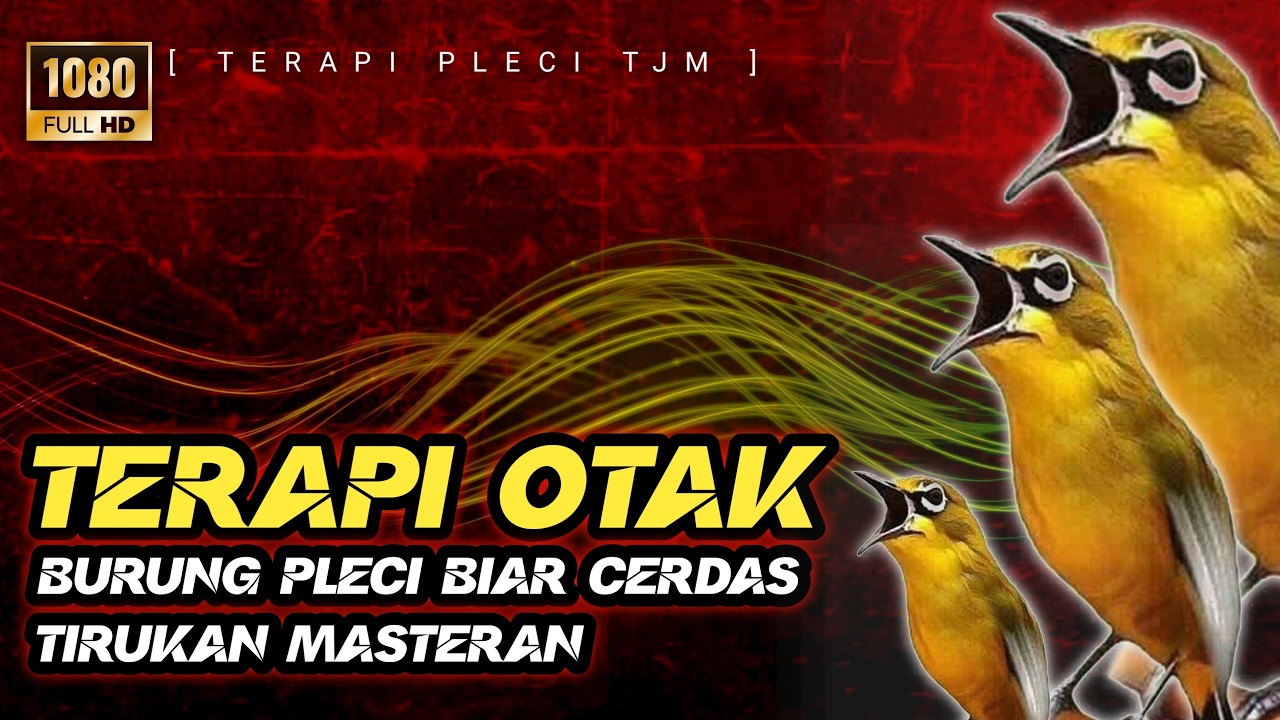 🔴 LIVE Terapi Otak Pleci Supaya Cerdas Dan Gampang Masuk Masteran Bongkar Isian Materi Nembak !!!