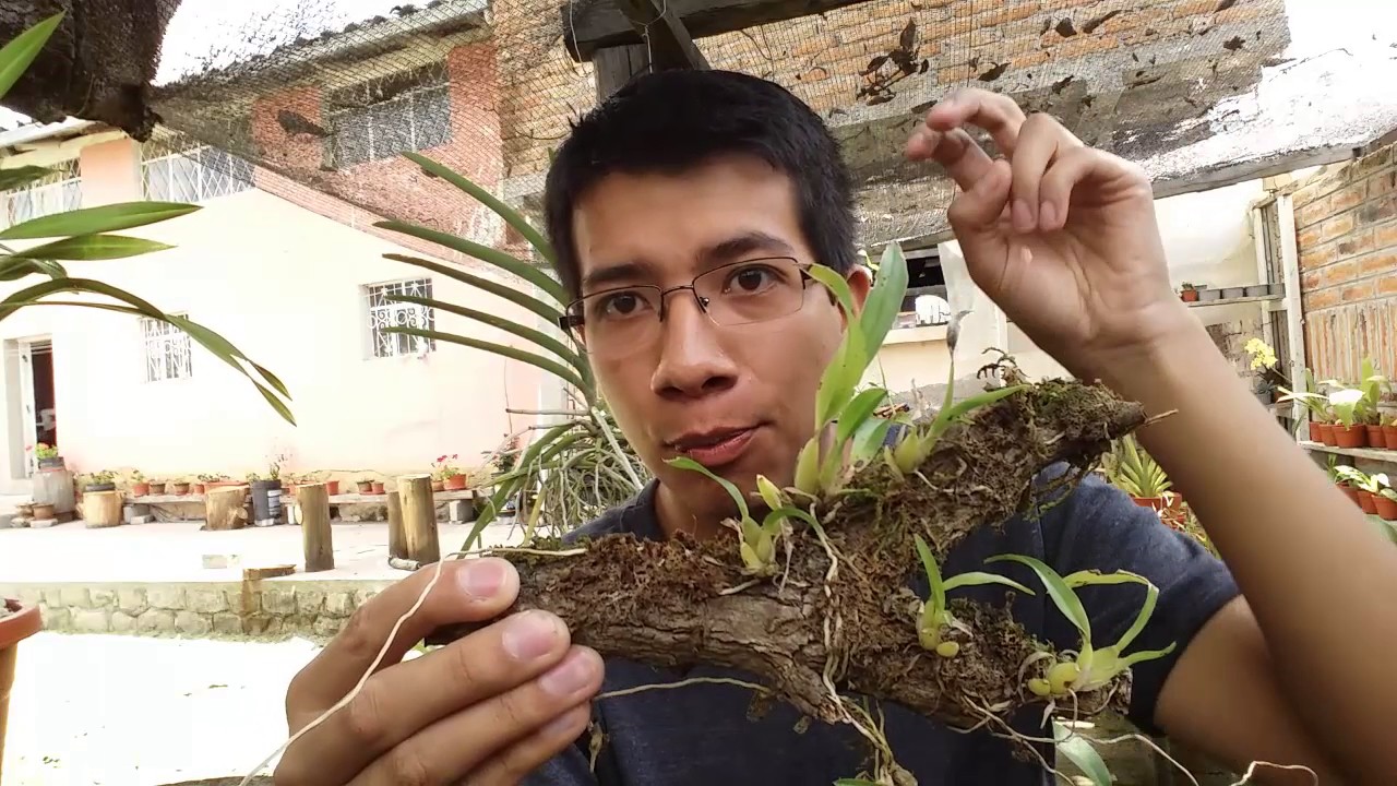 ¿Cómo cuidar orquídeas miniatura? || Orquiplanet