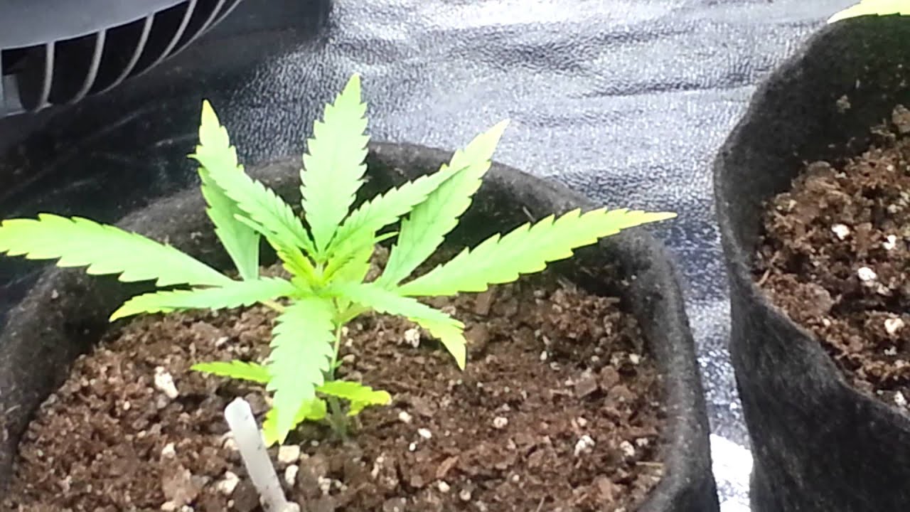 Dynasty Seeds ( Ms. Universe ) 6-6-13