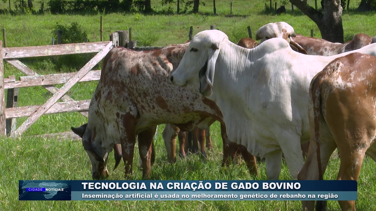 INSEMINAÇÃO ARTIFICIAL DE GADO (Exibido 05-03-26)