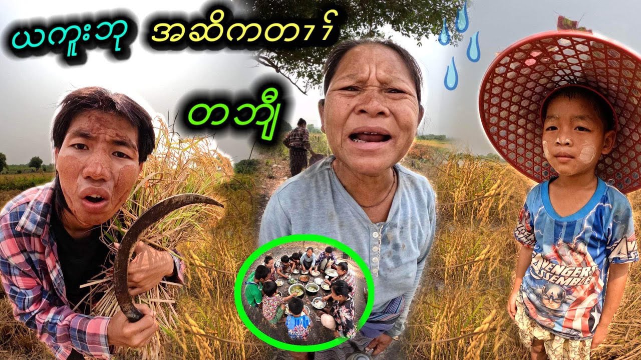.! The First Time “ ( The Karen are harvesting rice ).🌾🌾🌦️