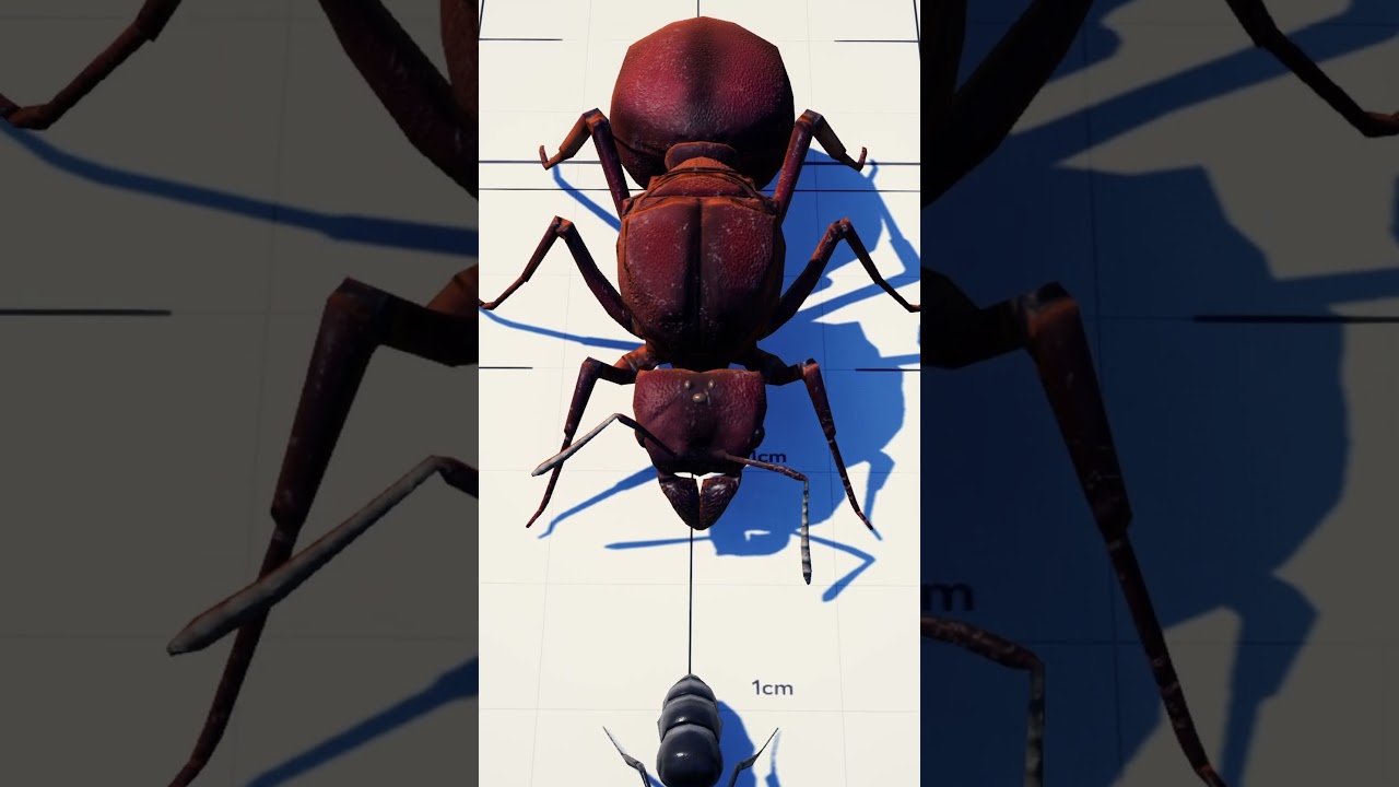 Ant Queen Size Comparison (Including Matabele Queen) |  #gaming #empiresoftheundergrowth #entomology