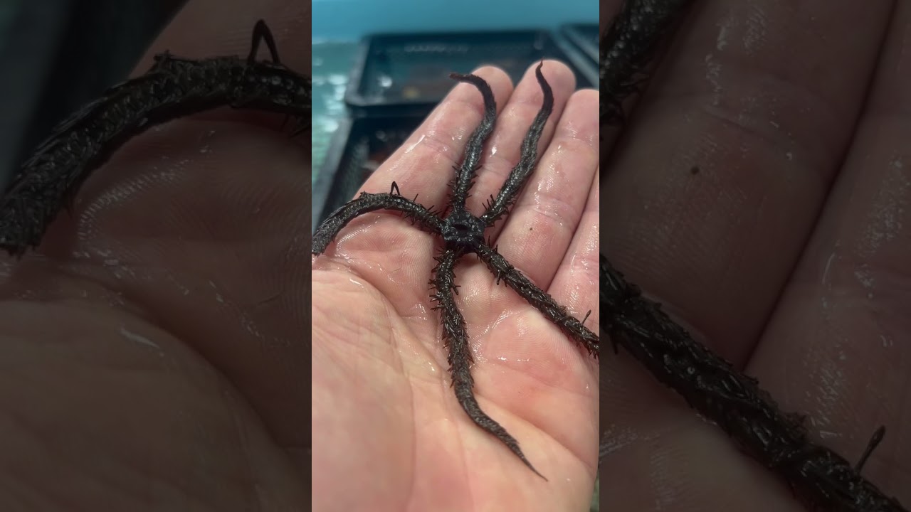 Brittle starfish, great clean up crew for aquariums