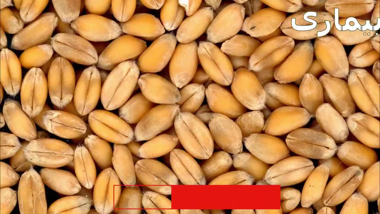 قارچ کش آرتیا،  بهترین قارچ کش مورد استفاده در مزارع گندم | Artea