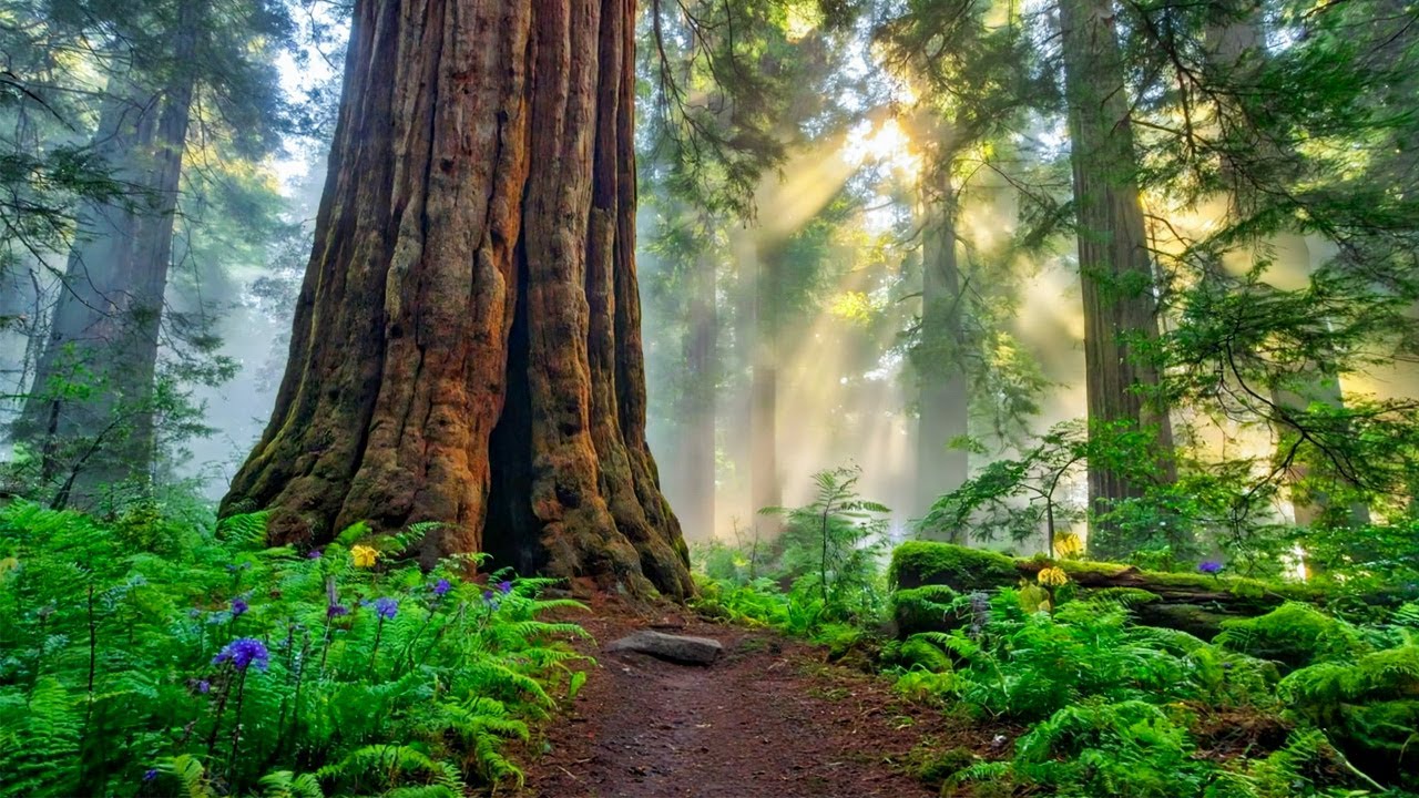 Gentle Healing Music 🌿 Relax the Nervous System & Soothe the Heart and Soul