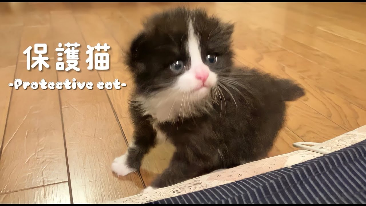 【救出】捨てられていた子猫を保護しました。【保護猫】[rescue cat]
