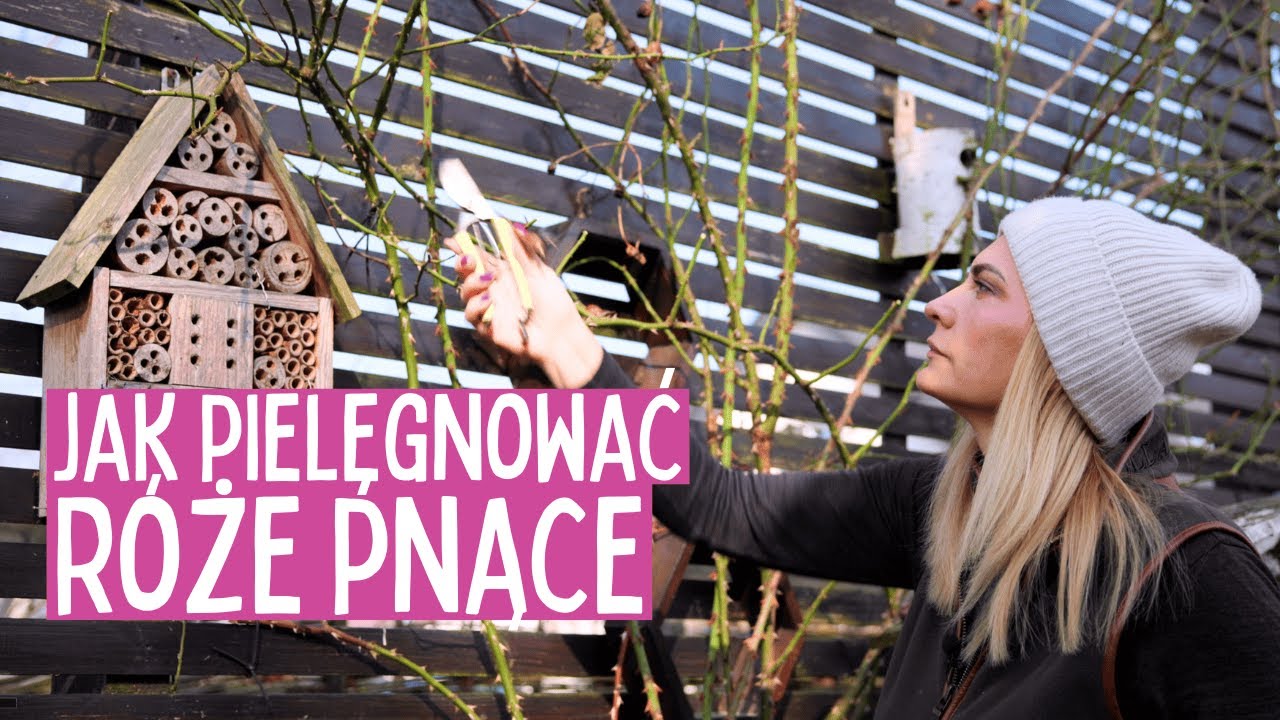 Ten TRIK na cięcie RÓŻ pnących sprawi, że obsypią się kwiatami! 🌹✨