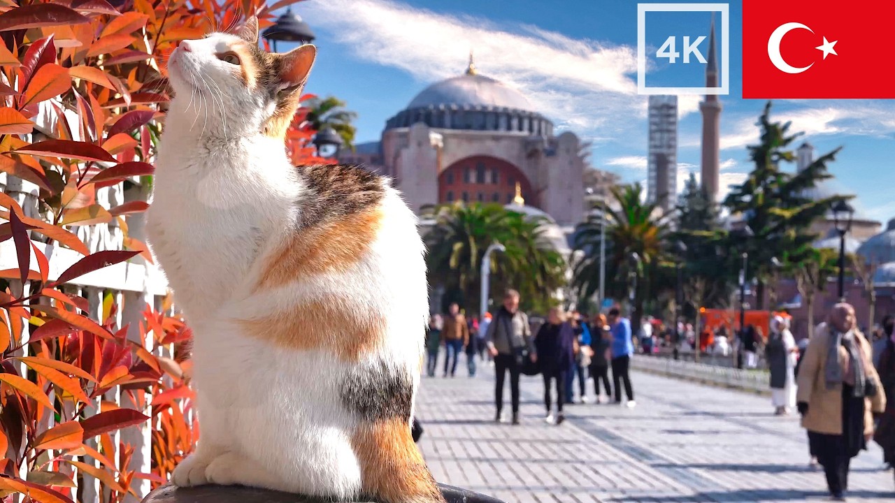 Кошки Стамбула: 3 часа расслабляющих моментов в 4K