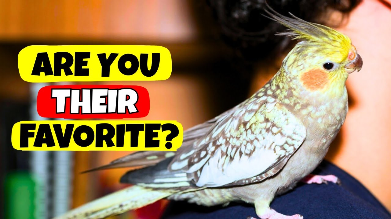 Your Cockatiel Will Only Do This With Their Favorite Person, Is That You? | Compilation