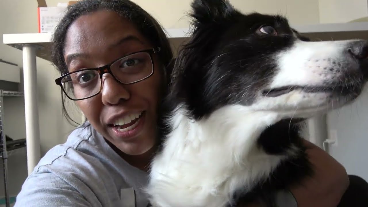 Painting with my dog | fun and easy crafts to do with pets