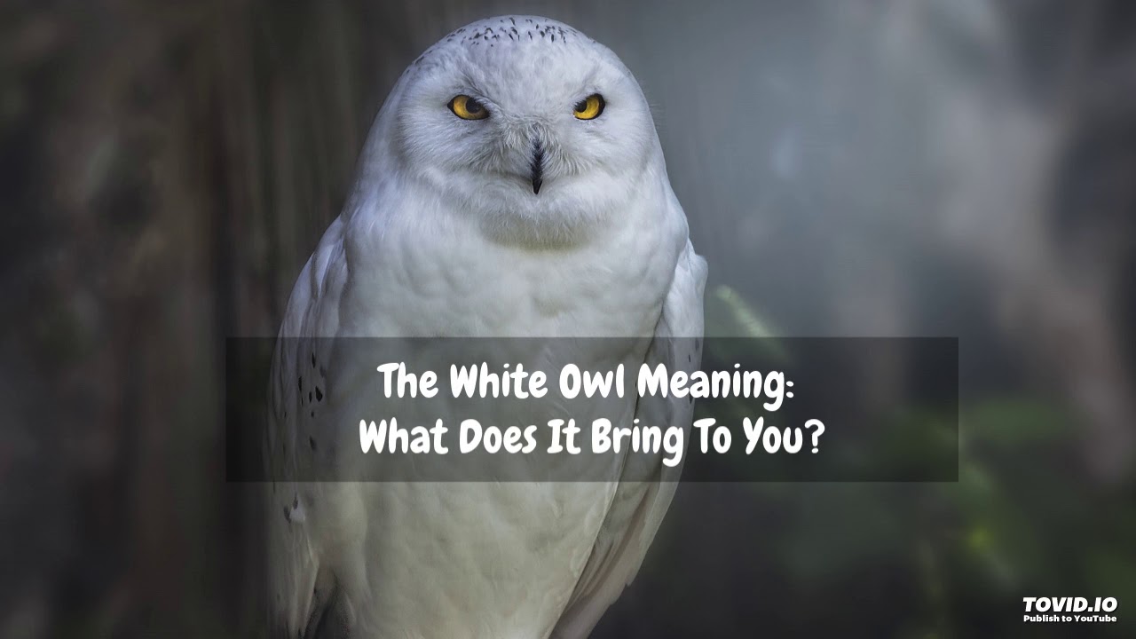 The White Owl Meaning: What Does It Bring To You?