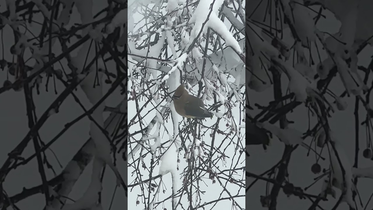 Cedar Waxwing in Winter Wonderland ❄️🍒