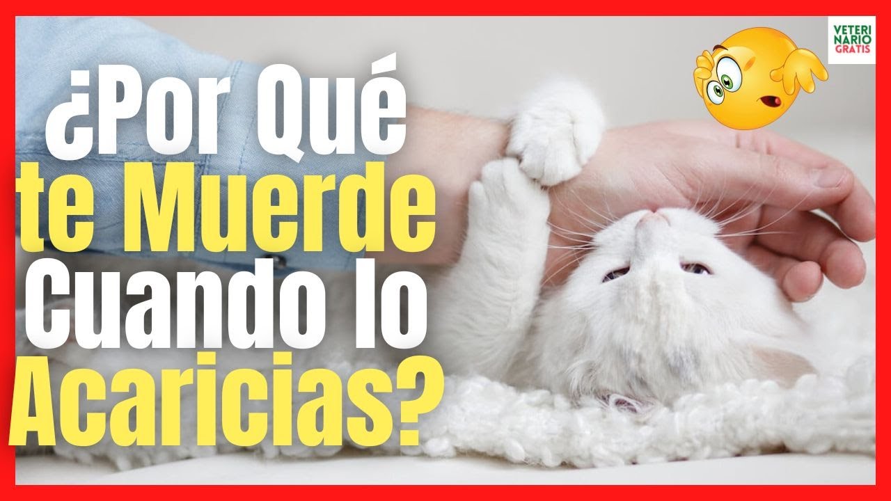 🔴 ¿PORQUÉ MI GATO ME MUERDE CUANDO LO ACARICIO? 🔴
