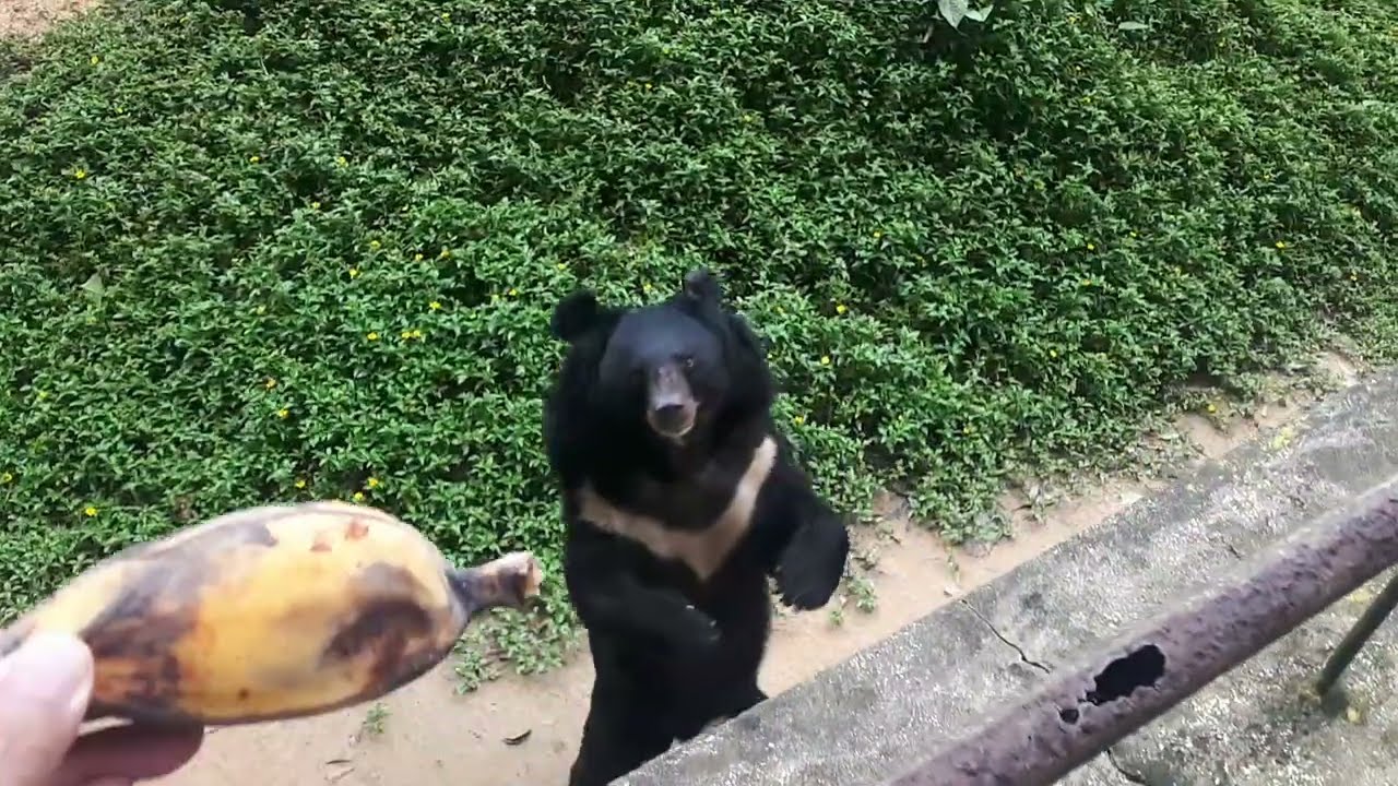 灌籃高手 😁😁 Feeding Asian black bear ( Ursus thibetanus )