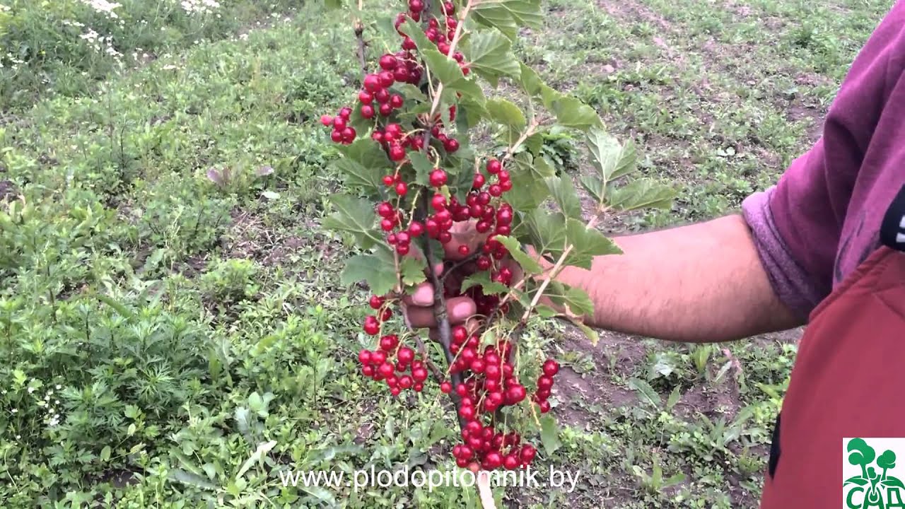 🌿 Смородина красная сорт Йонкер ван Тетц 🌿