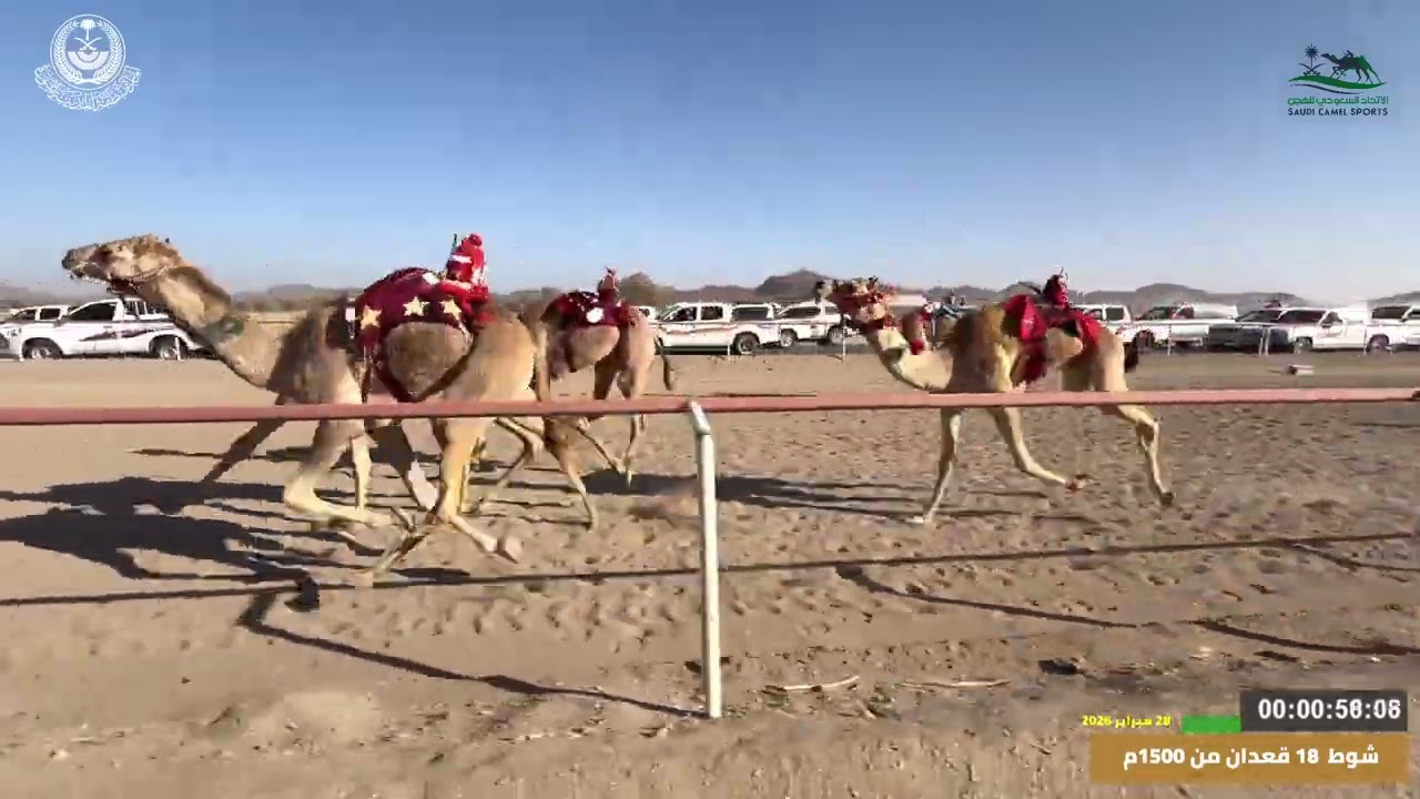 مهرجان ميدان اليتمه لسباق الهجن الاول  الشوط 18مفاريد قعدان من 1500م صولجان  لـ بنيان عبدالله السلوم