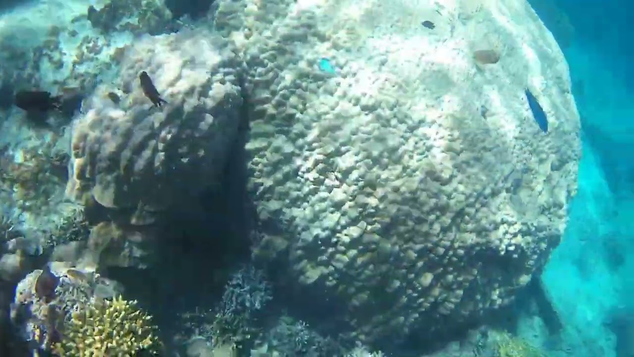 Puerto Galera Snorkeling