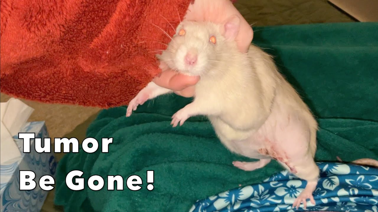 Potato Got Her Tumor Removed!