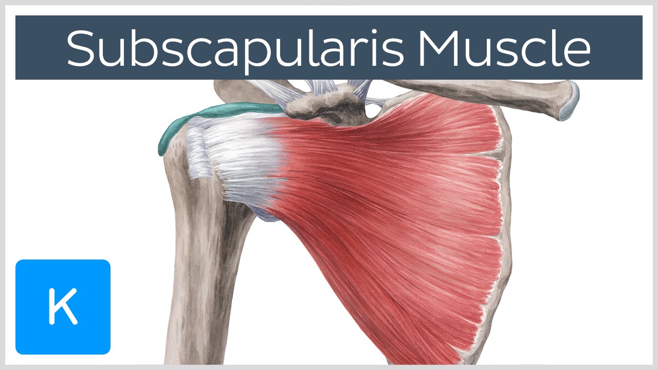 Subscapularis Muscle - Origin, Insertion, Innervation & Action - Human Anatomy |&nbsp;Kenhub
