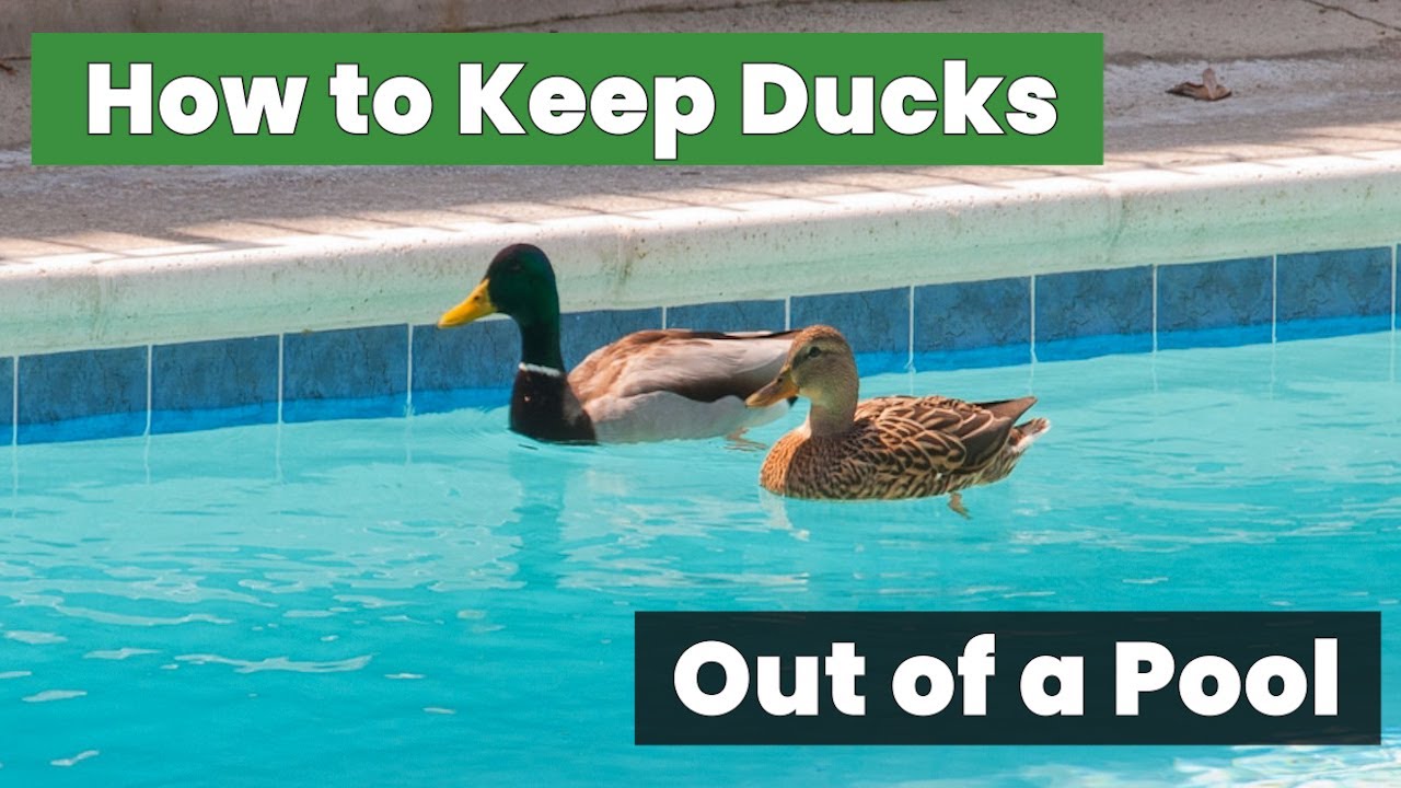 How to Keep Ducks Out of a Pool: Secrets Every Pool Owner Should Know