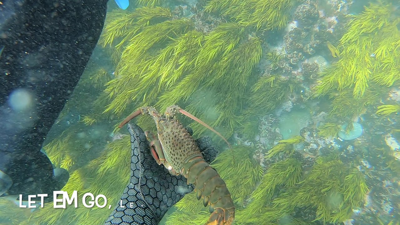 spearfishing wollongong pt 3 (lobsters and more!)