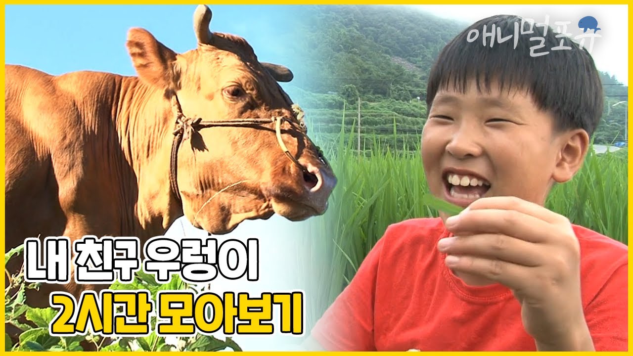 [풀버전] 사람 나이 90세 소와 11세 소년의 동화 같은 우정 | 내 친구 우렁이 | KBS 인간극장 2010 방송