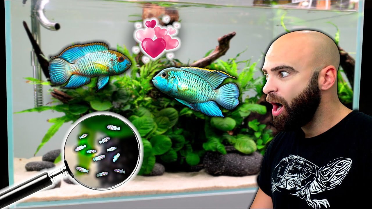 BREEDING 100'S OF ELECTRIC BLUE ACARA BABIES | FULL TANK BUILD