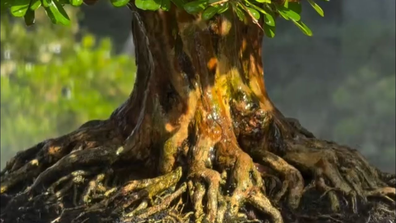 Cari Bonsai SUPER ? Disini Tempatnya Bersama Mr. D'Uma Bonsai Bali