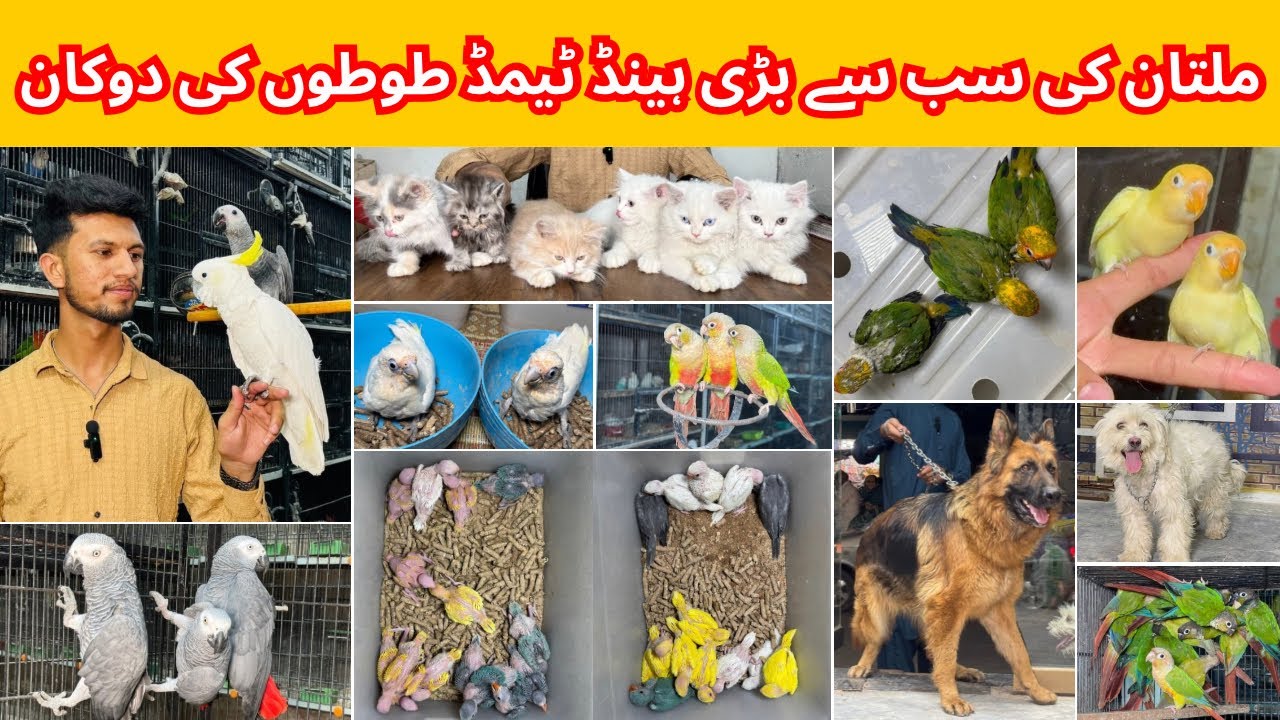 Multan Birds Market Rashadabad Madni Birds Shop Latest Update 2 May 2025 |Birds market Pakistan|