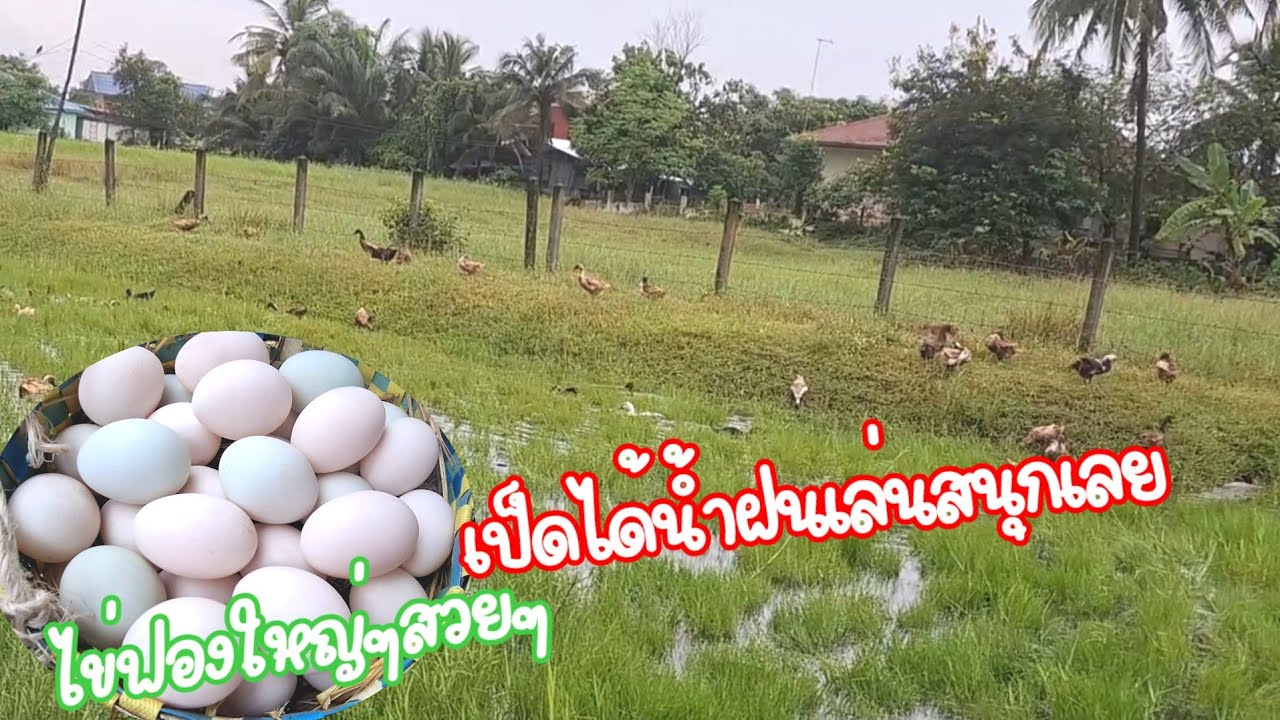 ฝนตกหนักเป็ดชอบๆได้เล่นน้ำใหม่ๆ🦆🥚 #เก็บไข่เป็ด #เลี้ยงเป็ดไข่ ไข่สวยๆใบใหญ่ๆ EP.724