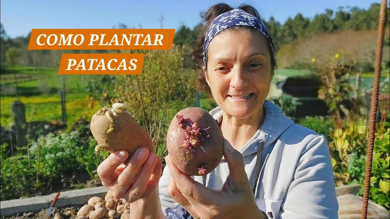 PLANTANDO PATATAS ~ TODO O QUE TES QUE SABER DESDE CORTAR A PLANTAR 🥔  || {NUSKA}
