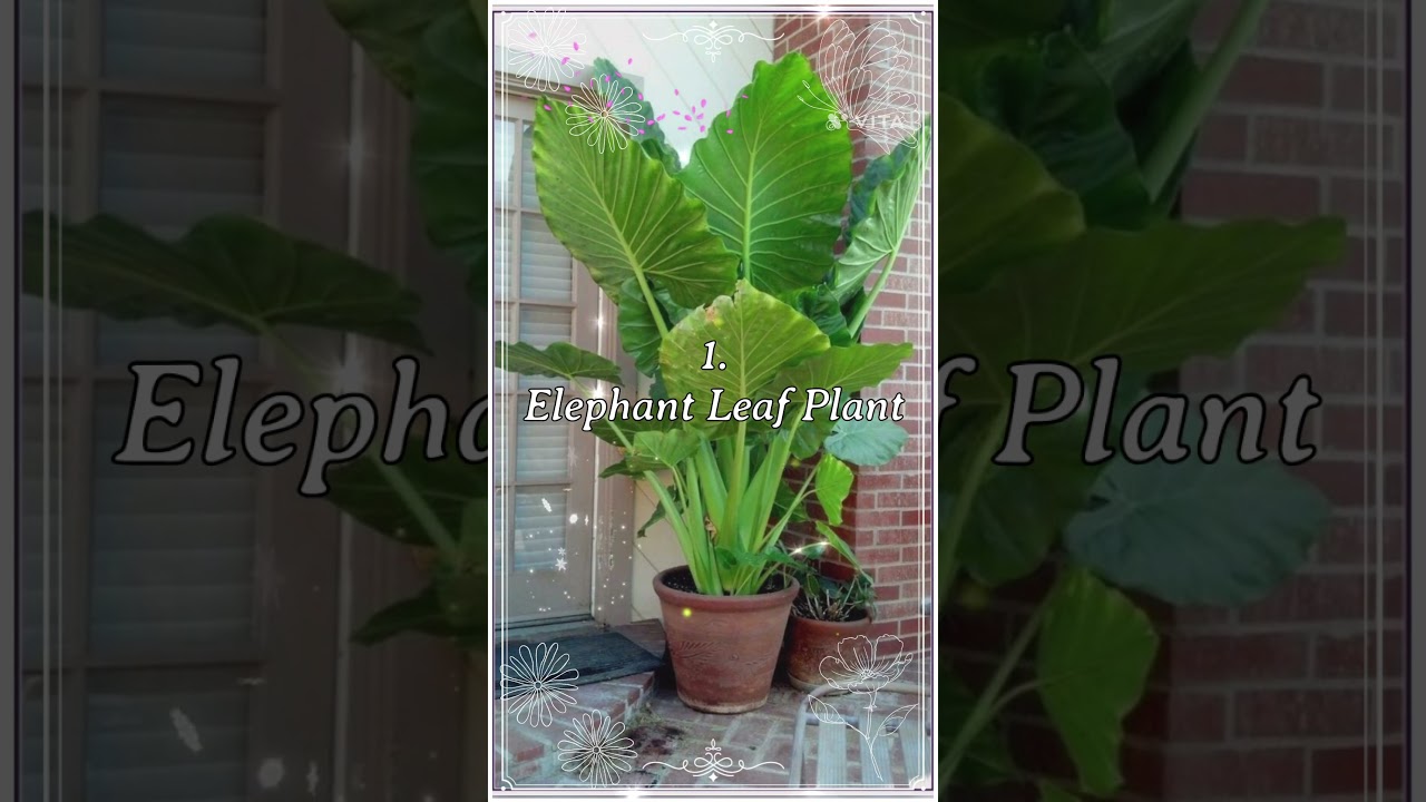 Top 5 Big Leaf Indoor Plants That Transform Your Home 🌿 | #naturelovers #greenvibes #indoorplants