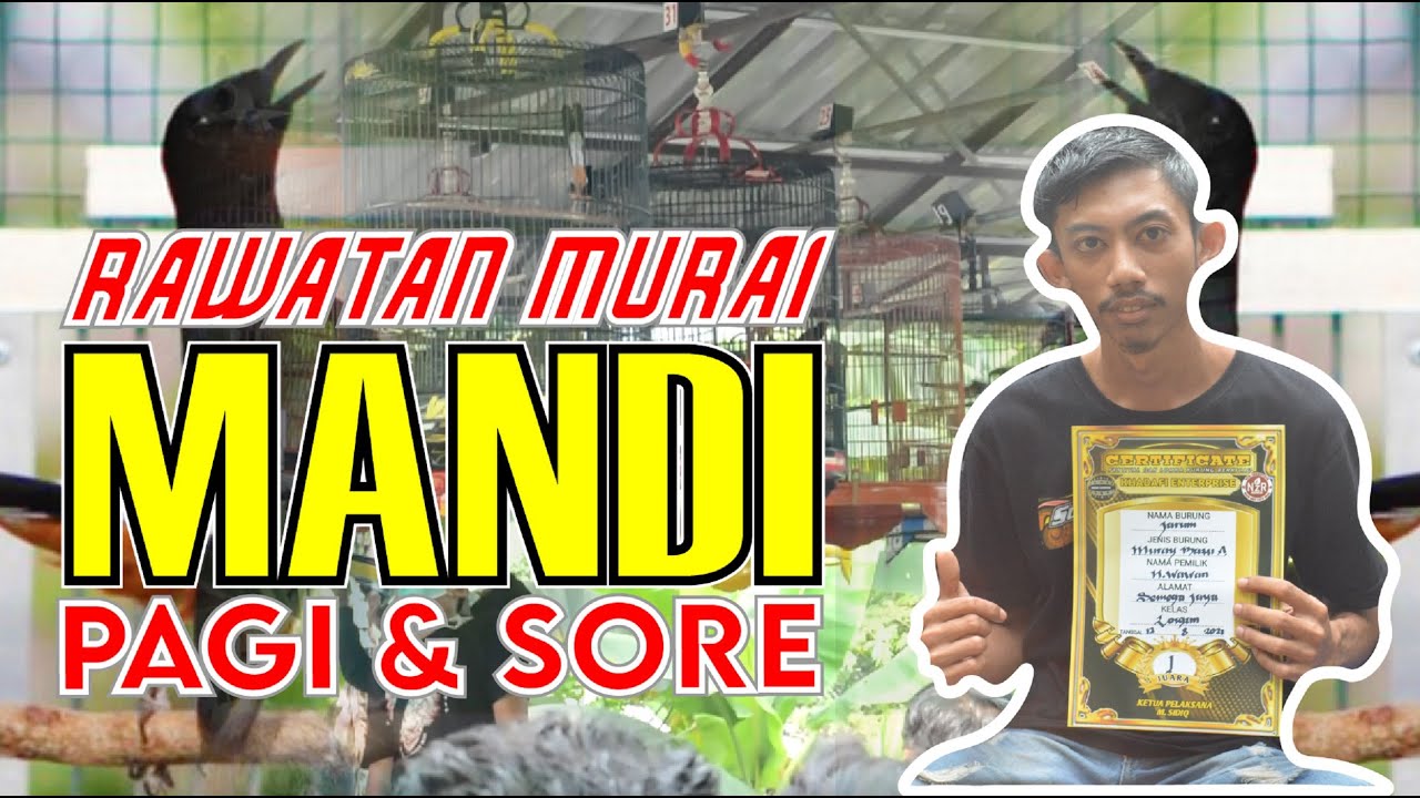 RAWATAN MURAI BATU MANDI PAGI DAN SORE - BONGKAR SETTINGAN MURAI JUARA DI GANTANGAN by HoBi ID