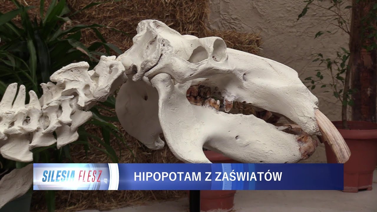 Szkielet Hipolita w śląskim ZOO 11.11.2017