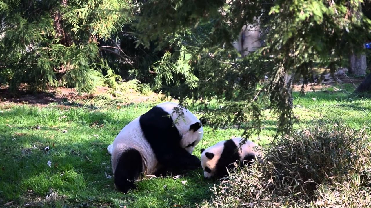 Bei Bei panda has some manners put on him by his mother 3/26/16