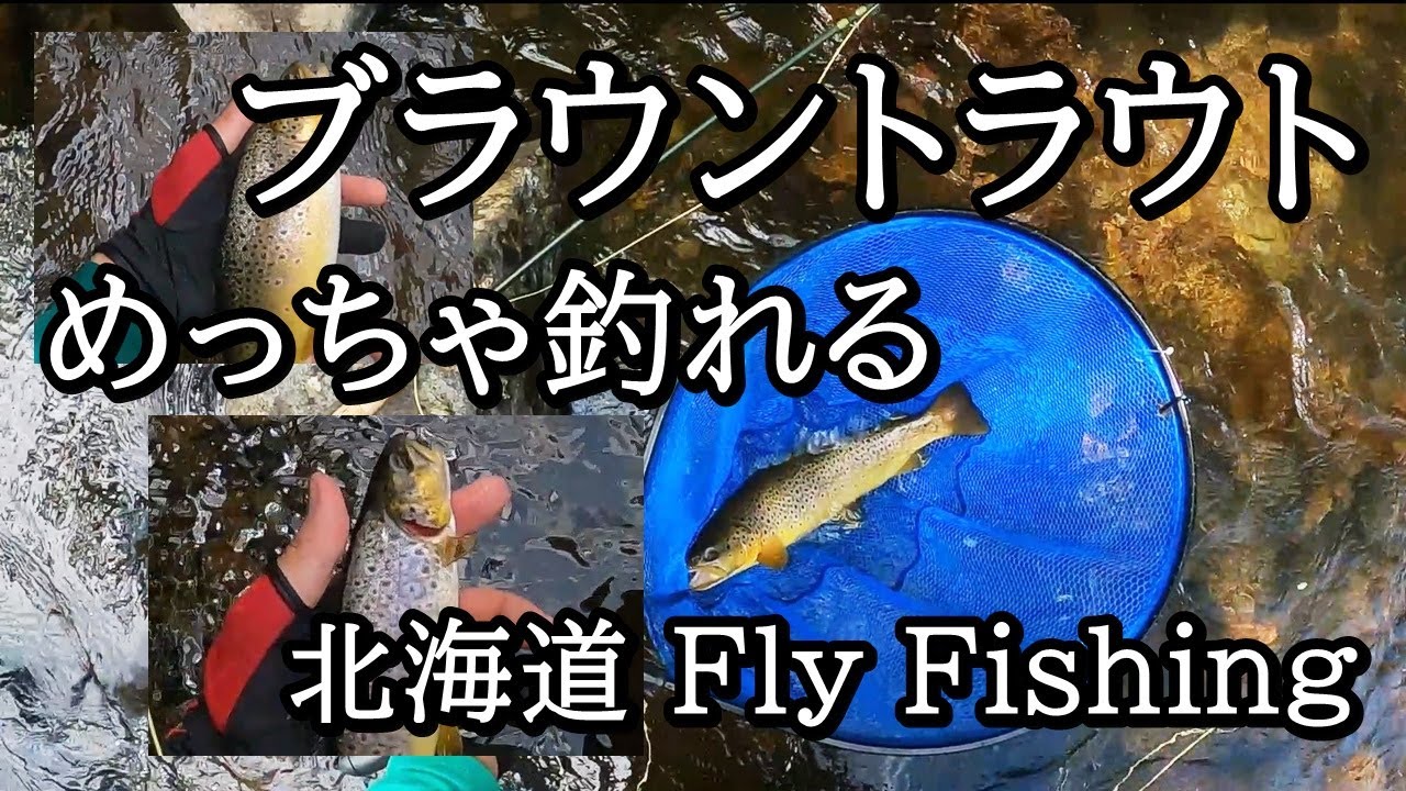 ブラウントラウトが爆釣した日【 北海道 フライフィッシング 】